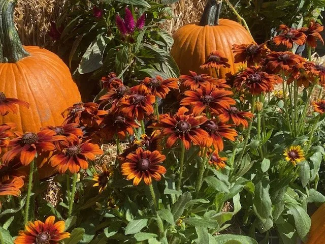 Top-rated residential landscaping for year-round maintenance in Iowa City, IA by Sanders Creek Company