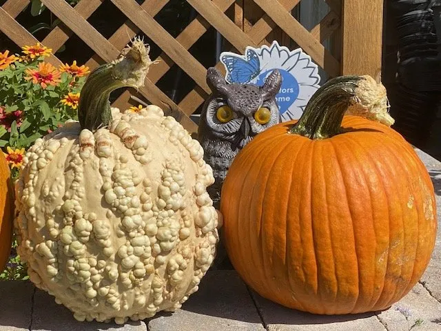 Local lawn care service for homes across Iowa City, IA - Sanders Creek Company