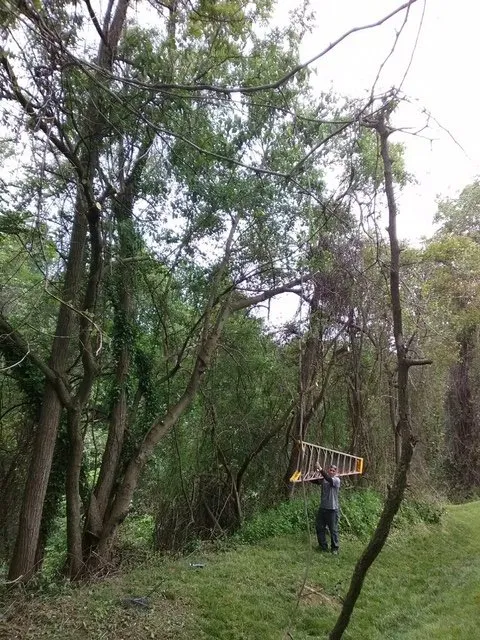 Affordable landscape design for homes in Baltimore, MD by Sanders Lawn & Landscape & Tree