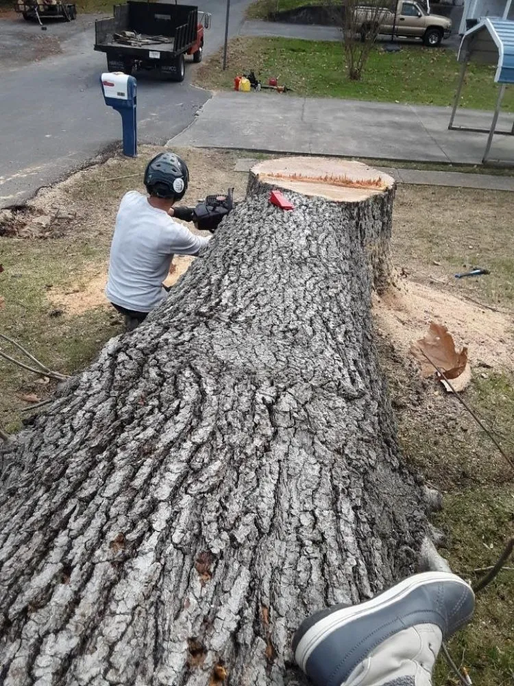 Top-rated yard maintenance in Church Hill, TN by Sanders Tree Care