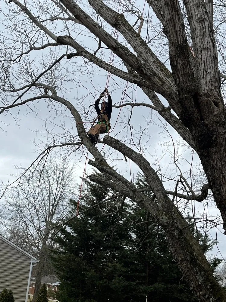 Local residential landscaping experts serving Church Hill, TN - Sanders Tree Care