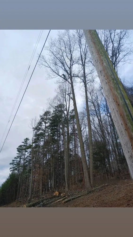 Reliable outdoor landscaping for outdoor upgrades in Church Hill, TN by Sanders Tree Care