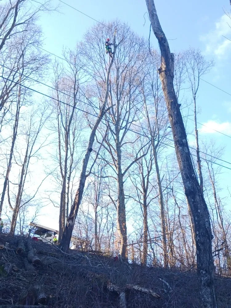 Trusted landscape installation in Church Hill, TN - Sanders Tree Care