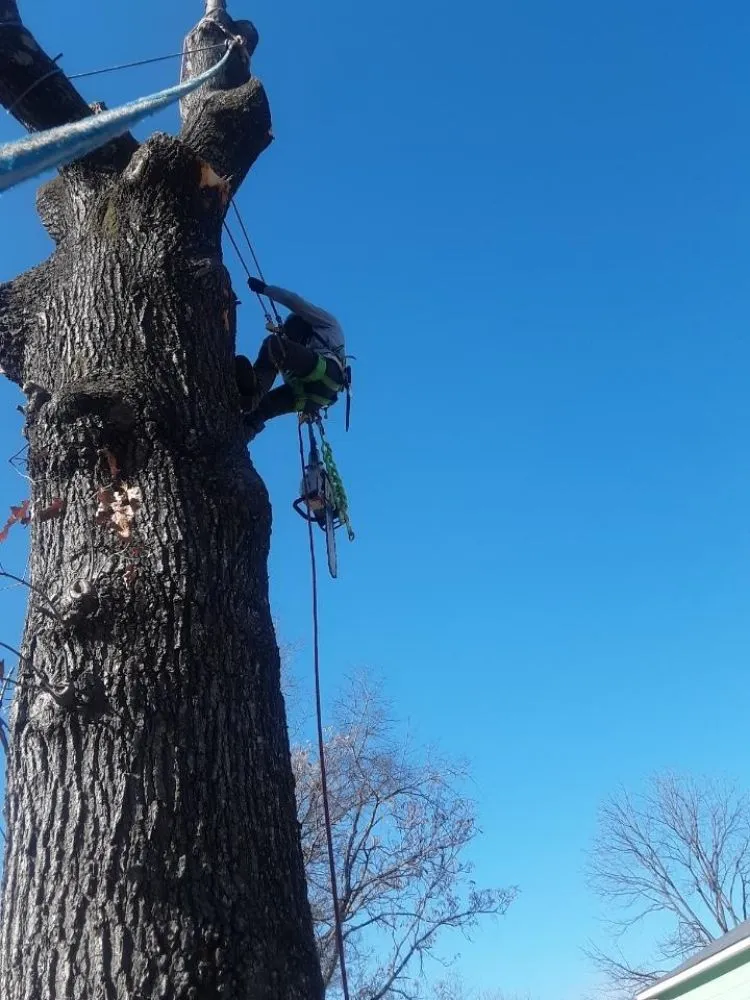 Reliable yard cleanup service with custom design across Church Hill, TN - Sanders Tree Care