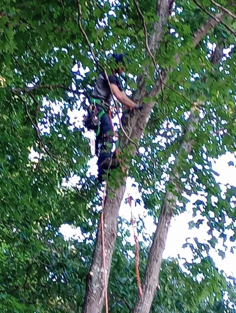 Expert yard maintenance experts serving Church Hill, TN - Sanders Tree Care