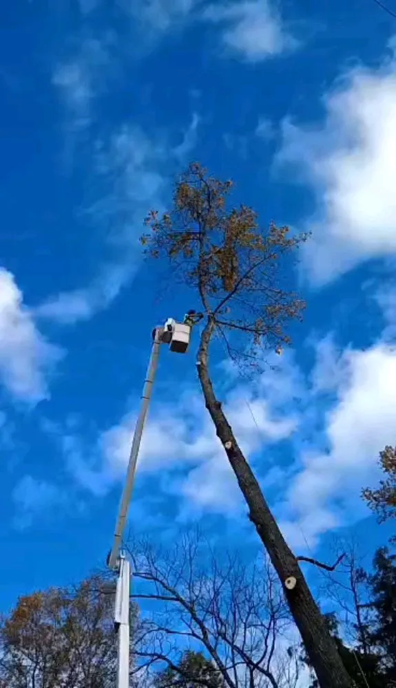 Trusted outdoor landscaping experts serving Church Hill, TN - Sanders Tree Care