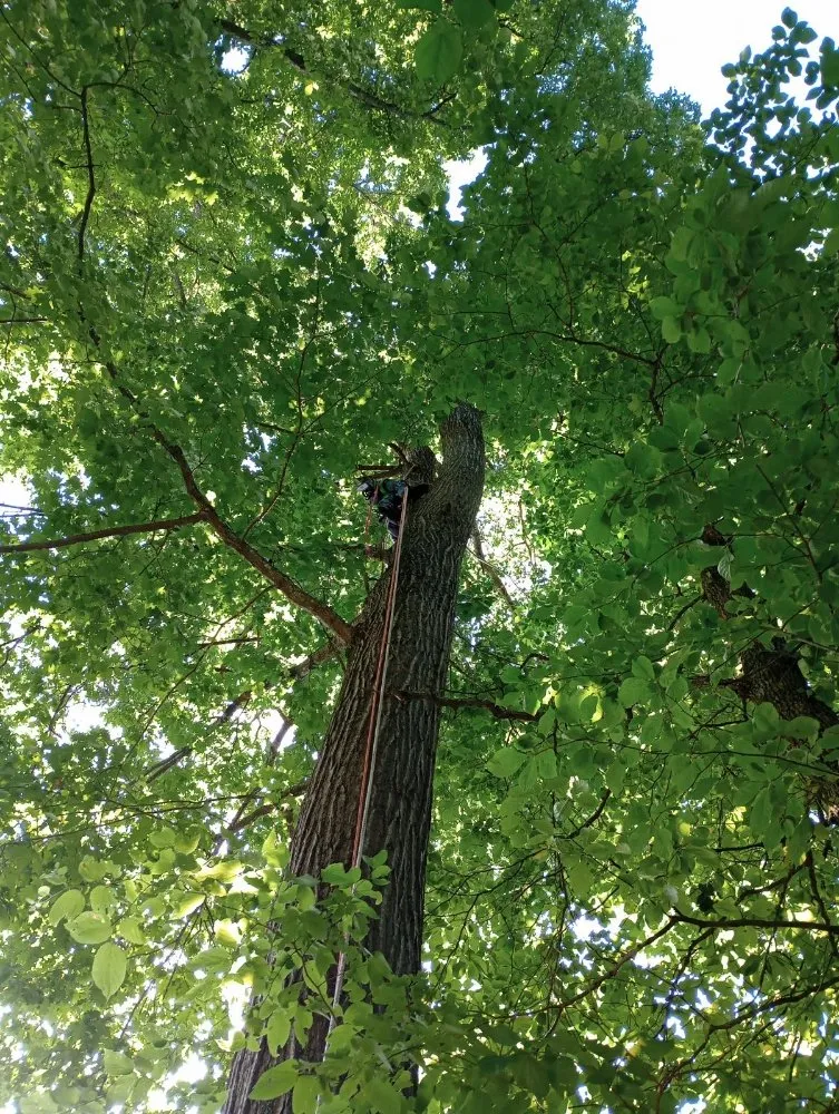 Expert landscape installation in Church Hill, TN - Sanders Tree Care
