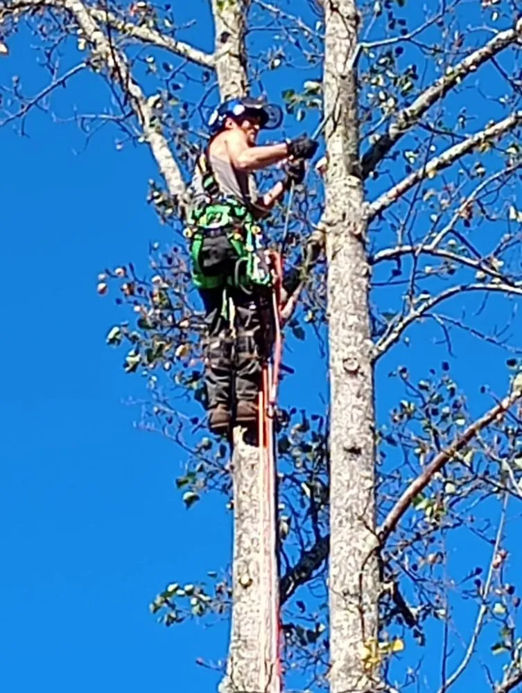 Custom lawn care service for homes across Church Hill, TN - Sanders Tree Care