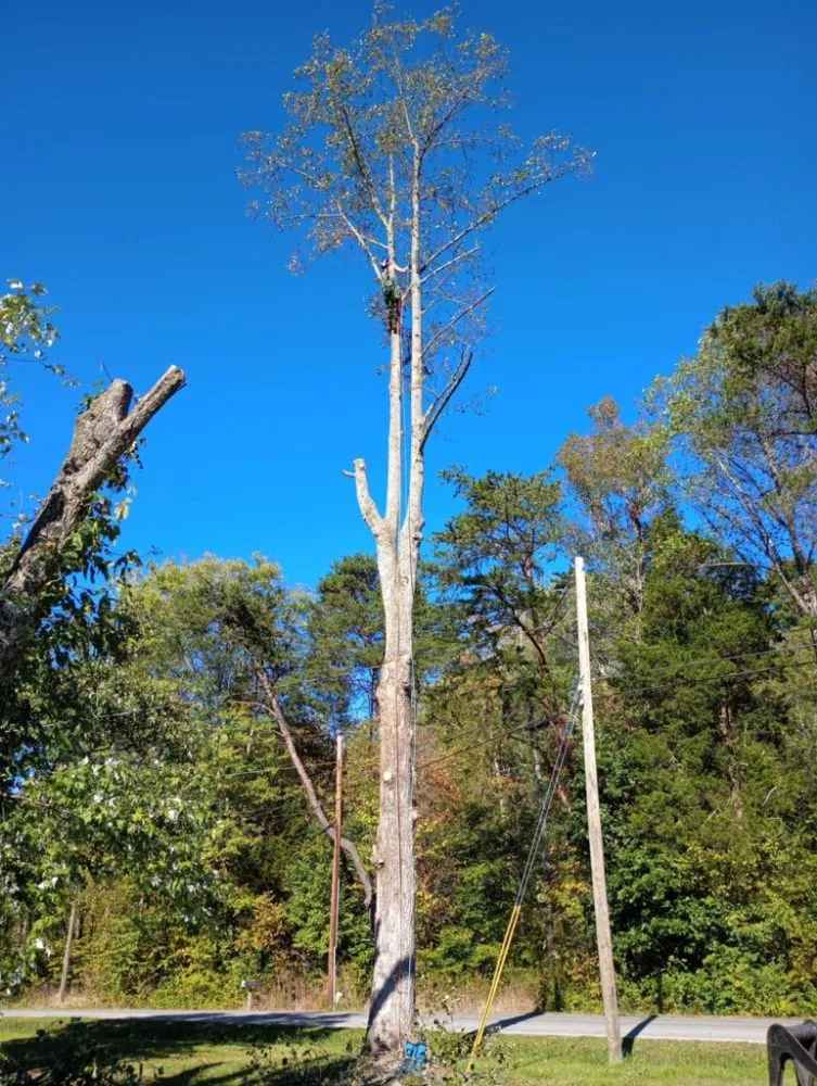 Professional outdoor landscaping in Church Hill, TN - Sanders Tree Care