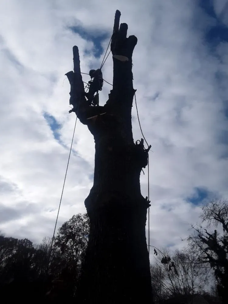 Local landscape design in Church Hill, TN - Sanders Tree Care