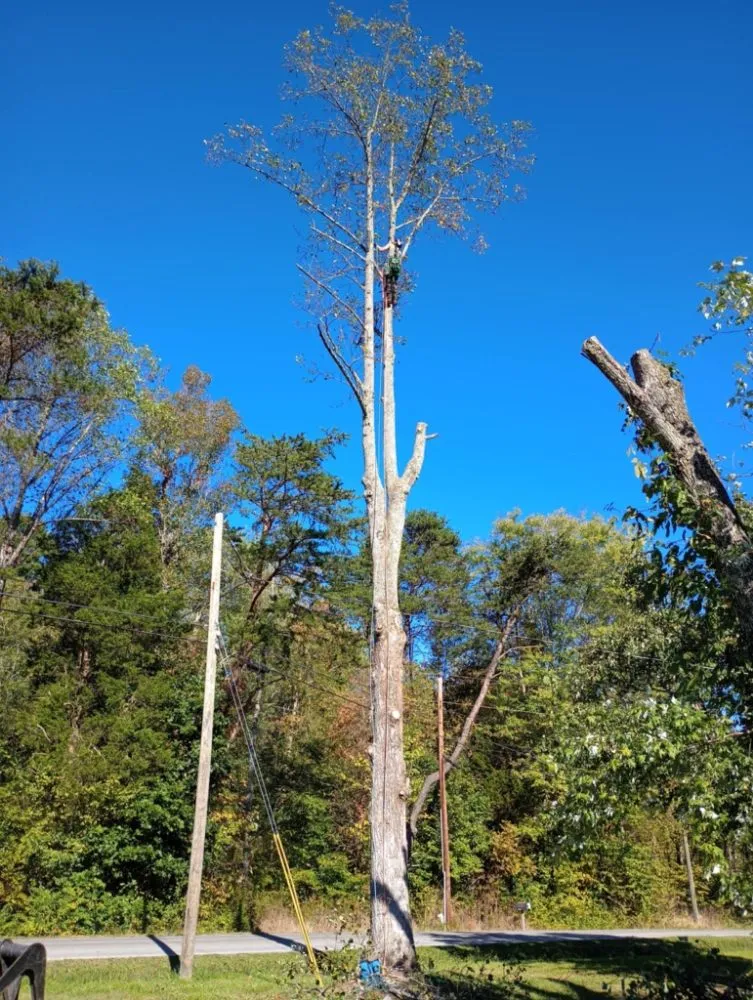 Expert landscape installation for homes in Church Hill, TN by Sanders Tree Care