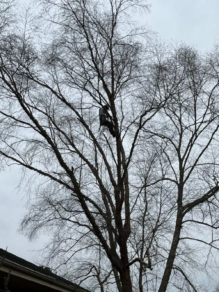 Affordable yard cleanup service experts serving Church Hill, TN - Sanders Tree Care