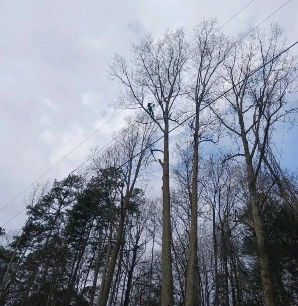 Reliable landscape installation in Church Hill, TN - Sanders Tree Care