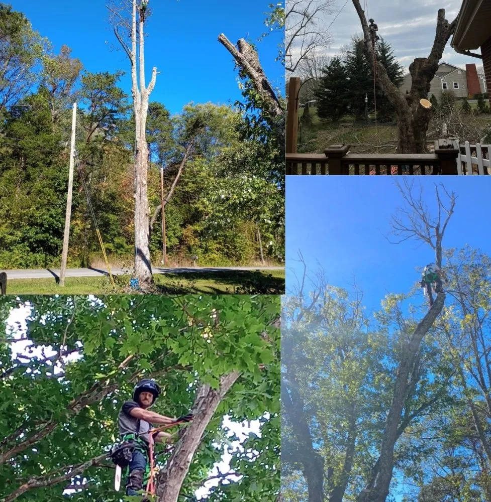 Top-rated outdoor landscaping in Church Hill, TN - Sanders Tree Care