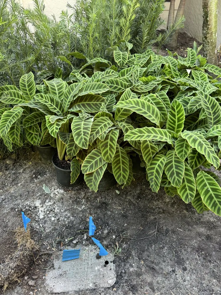 Affordable garden landscaping experts serving The Acreage, FL - Sandeur Services