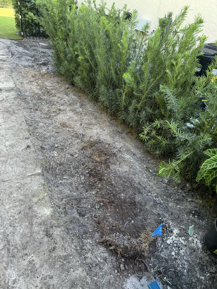 Professional outdoor landscaping with custom design in The Acreage, FL by Sandeur Services