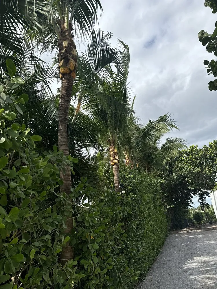 Custom landscape design experts serving The Acreage, FL - Sandeur Services