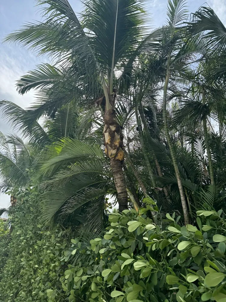 Professional landscape installation in The Acreage, FL - Sandeur Services