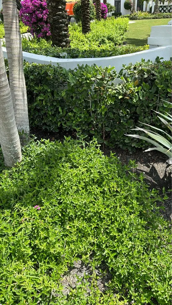 Top-rated outdoor landscaping in The Acreage, FL - Sandeur Services