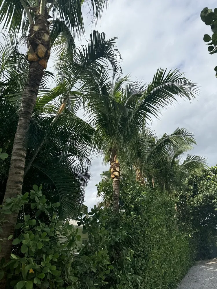 Reliable yard cleanup service in The Acreage, FL by Sandeur Services