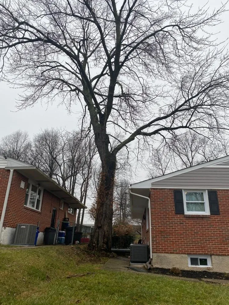 Trusted yard maintenance in Durham, NC by Sandoval Landscape & Tree Services