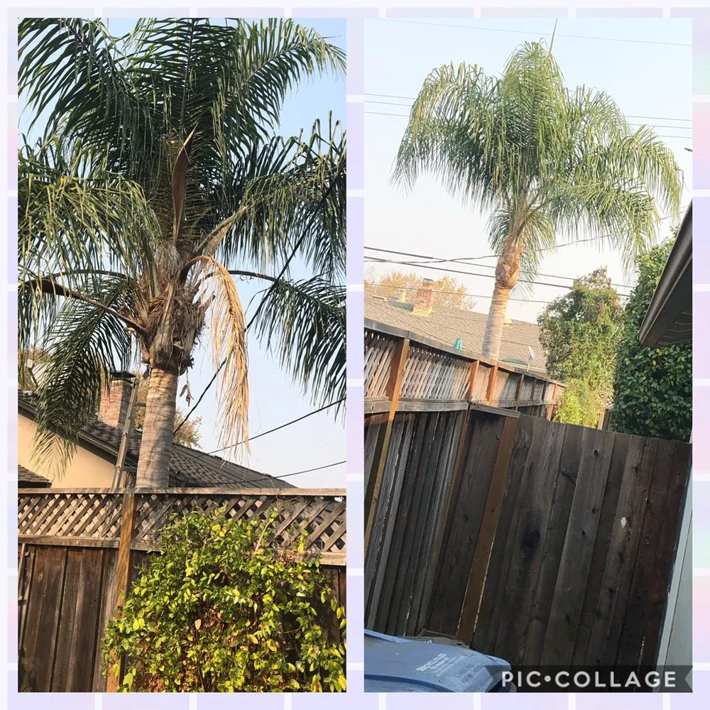 Top-rated yard maintenance near you across San Jose, CA - Sandoval Landscaping & Gardening