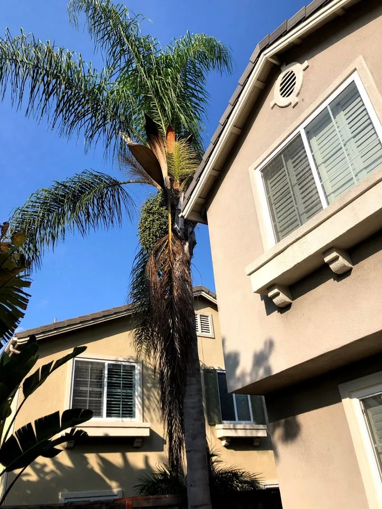 Top-rated yard cleanup service in Costa Mesa, CA - Sandoval Landscaping