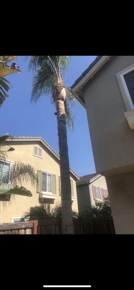 Top-rated landscaping services for residential properties in Costa Mesa, CA by Sandoval Landscaping