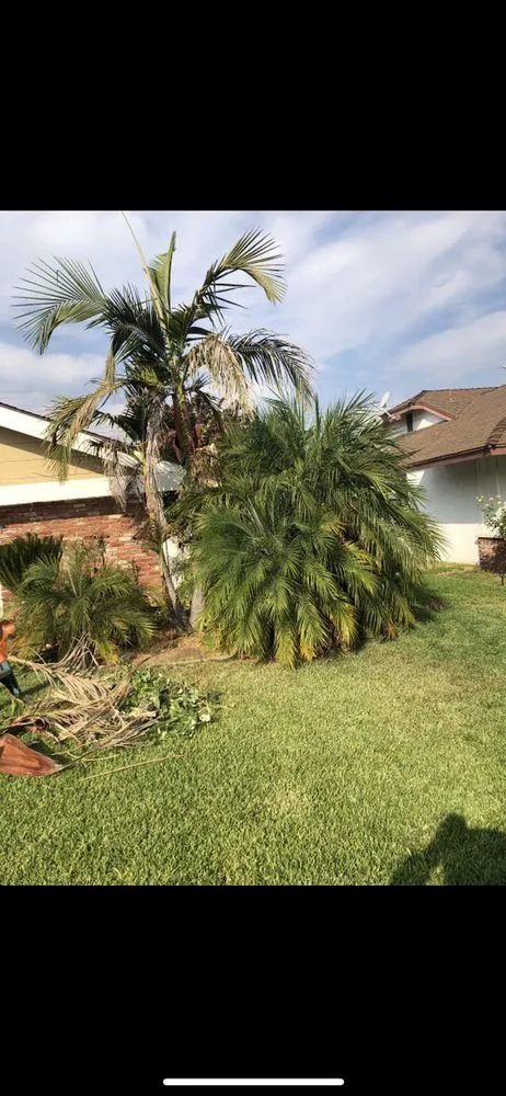 Local residential landscaping experts serving Costa Mesa, CA - Sandoval Landscaping