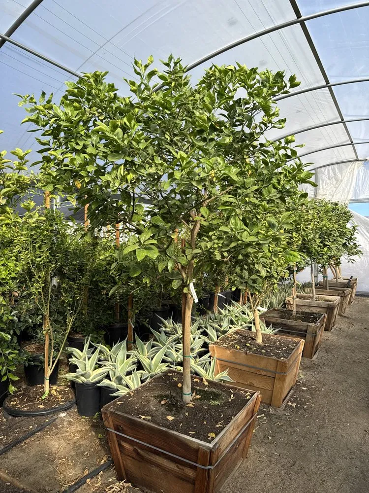 Trusted garden landscaping experts serving Sky Valley, CA - Sandoval Landscaping