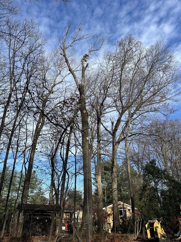 Reliable lawn care service experts serving Santa Rosa, CA - Sandoval’s Tree Experts