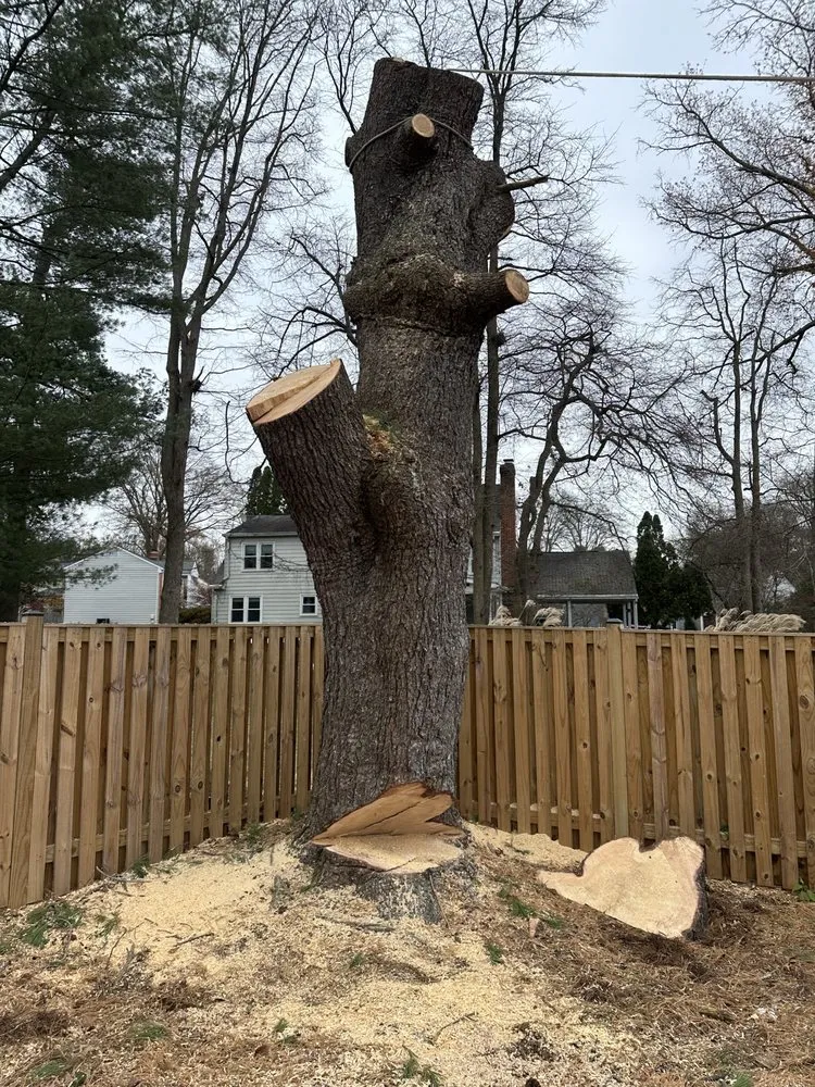 Top-rated yard maintenance in Santa Rosa, CA by Sandoval’s Tree Experts