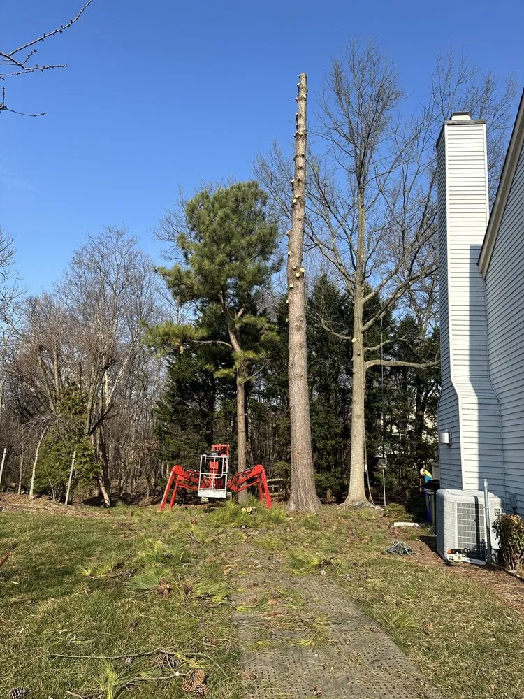 Top-rated landscaping services for year-round maintenance across Santa Rosa, CA - Sandoval’s Tree Experts