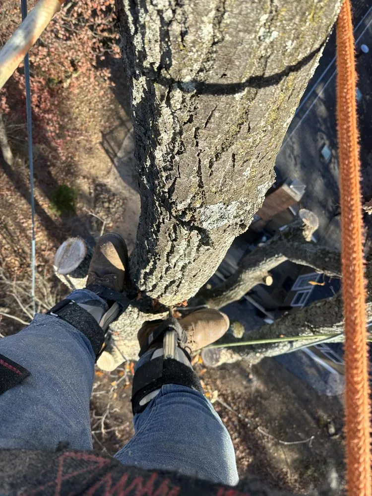 Affordable landscape design in Santa Rosa, CA - Sandoval’s Tree Experts