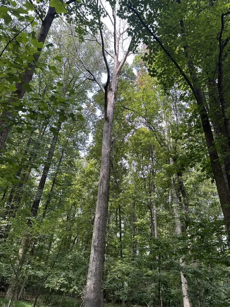 Local residential landscaping in Santa Rosa, CA - Sandoval’s Tree Experts