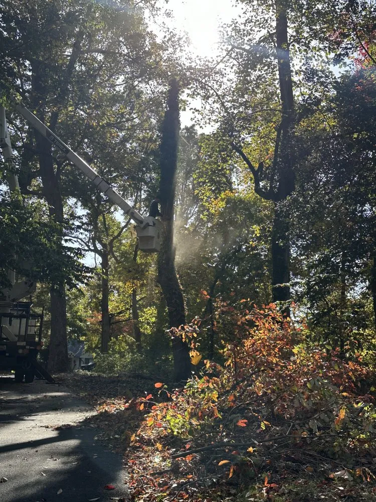 Top-rated lawn mowing service in Santa Rosa, CA by Sandoval’s Tree Experts