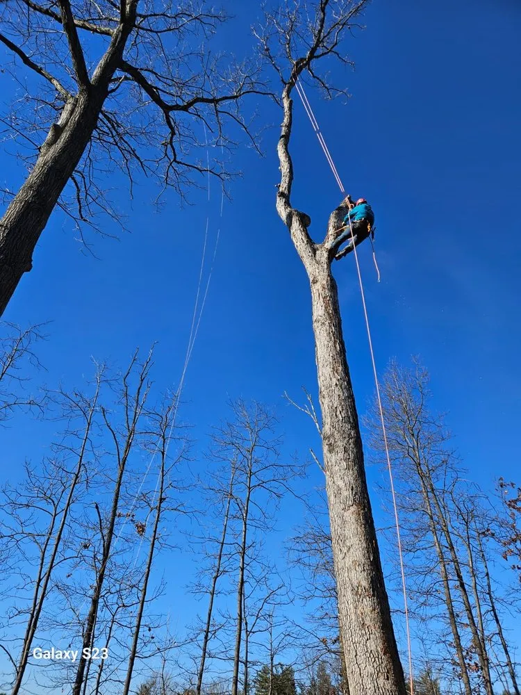 Expert landscape design for outdoor upgrades in Santa Rosa, CA by Sandoval’s Tree Experts