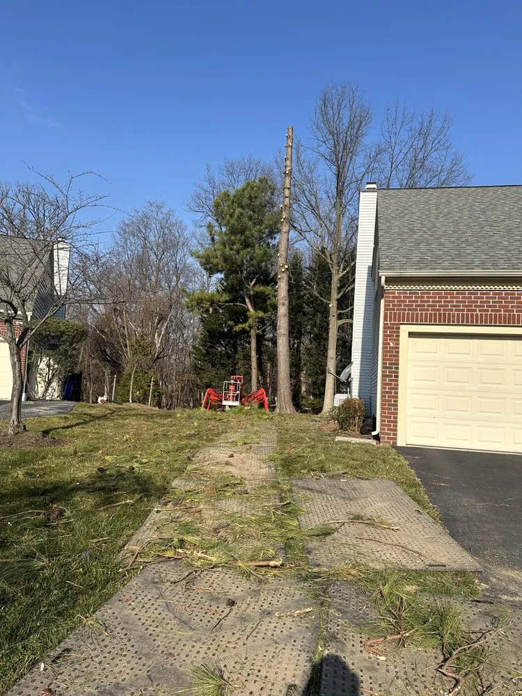 Expert lawn care service in Santa Rosa, CA by Sandoval’s Tree Experts