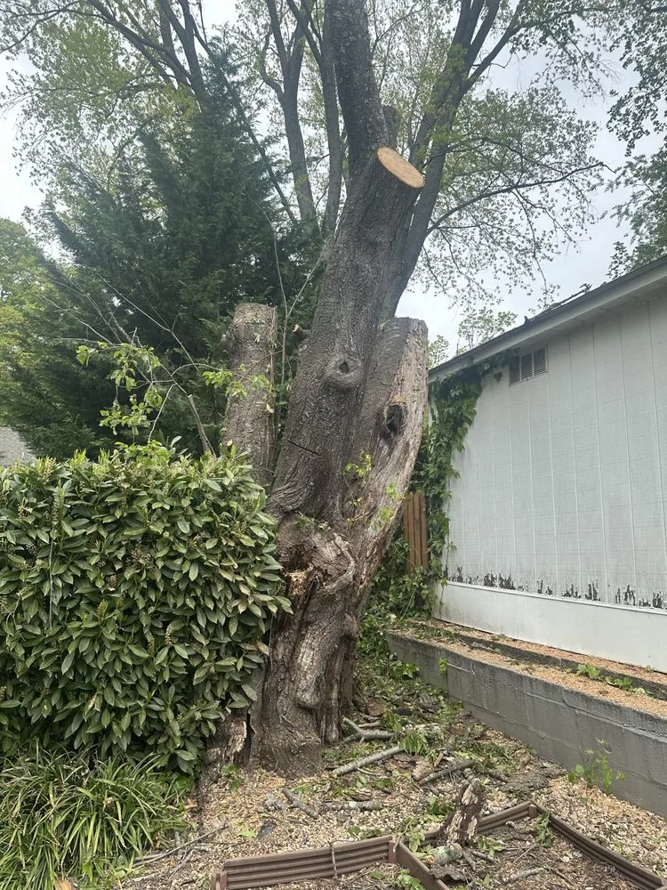 Trusted yard maintenance for homes across Santa Rosa, CA - Sandoval’s Tree Experts