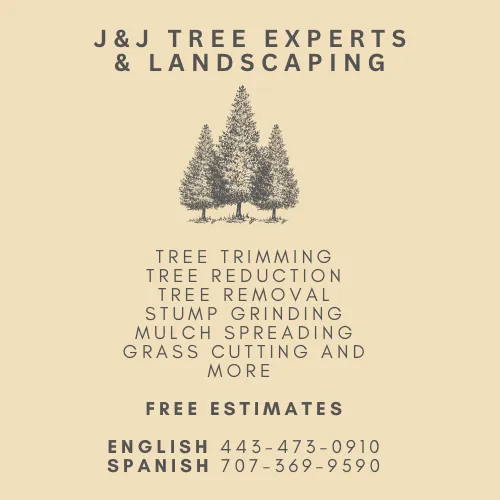 Top-rated outdoor landscaping in Santa Rosa, CA - Sandoval’s Tree Experts