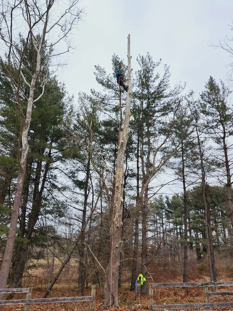 Custom outdoor landscaping experts serving Santa Rosa, CA - Sandoval’s Tree Experts