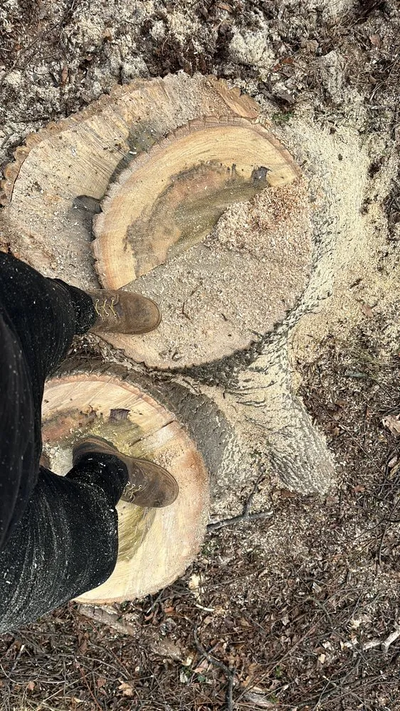 Professional lawn care service for year-round maintenance in Santa Rosa, CA by Sandoval’s Tree Experts