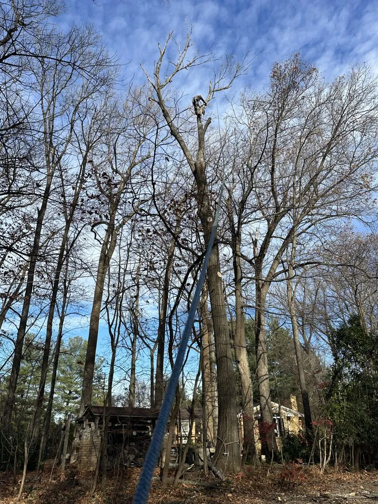 Custom yard cleanup service with custom design across Santa Rosa, CA - Sandoval’s Tree Experts