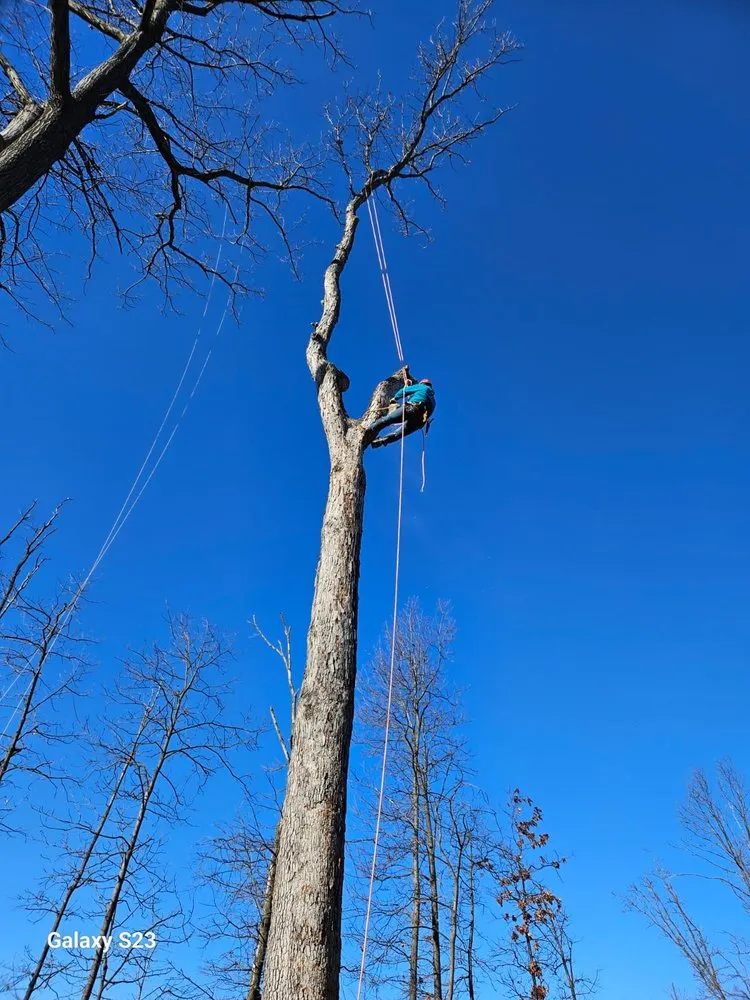 Affordable landscaping services in Santa Rosa, CA - Sandoval’s Tree Experts