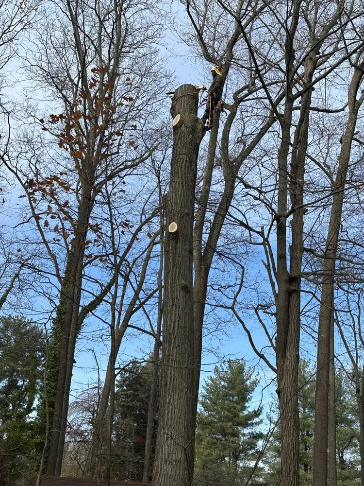 Top-rated landscape installation for homes across Santa Rosa, CA - Sandoval’s Tree Experts