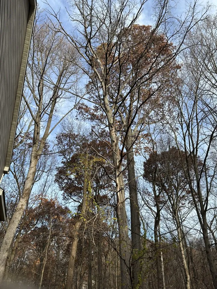 Reliable landscape design in Santa Rosa, CA by Sandoval’s Tree Experts