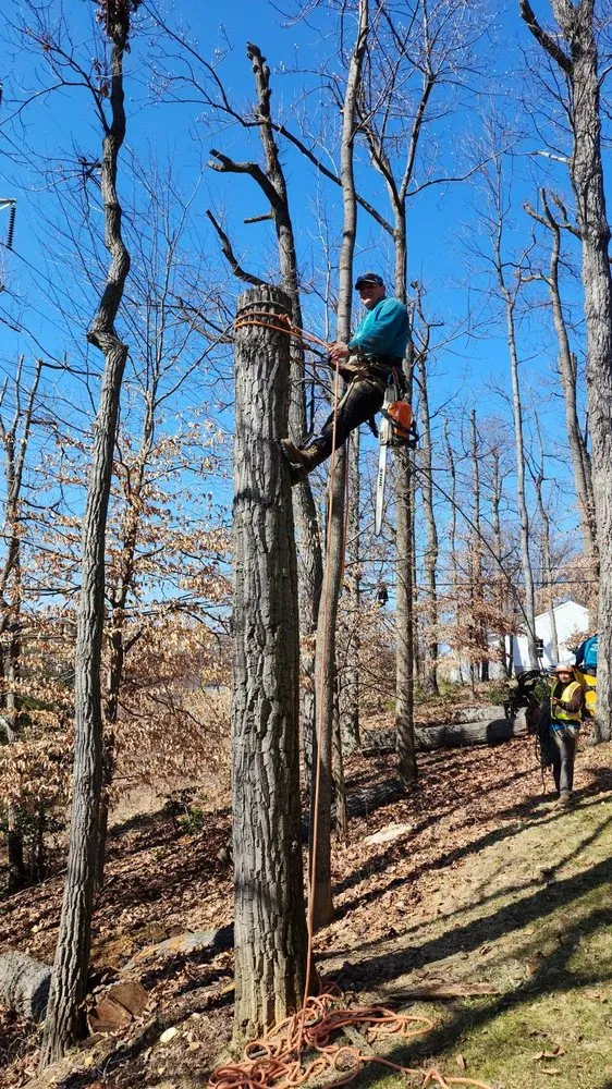 Reliable landscape design in Santa Rosa, CA - Sandoval’s Tree Experts