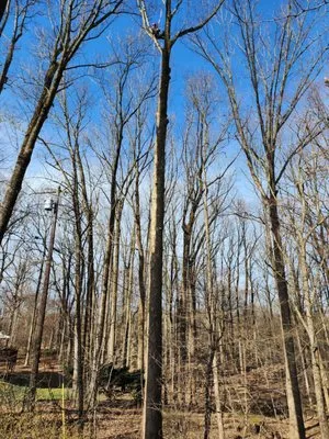 Sandoval’s Tree Experts Logo