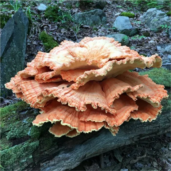 Reliable landscape installation for outdoor upgrades across North Haven, CT - Sandweiss Tree Service