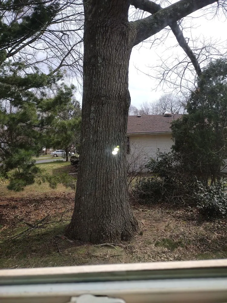 Professional yard cleanup service for beautiful yards in Trenton, NJ by Sandy's Landscaping